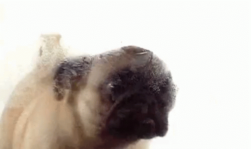 Pug Dog GIF - Pug Dog Cleaning Window GIFs