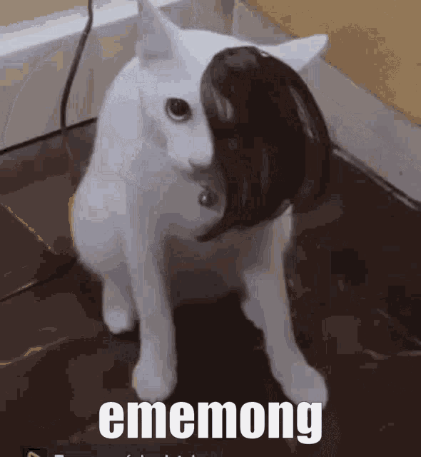 Cat Ememong GIF - Cat Ememong GIFs