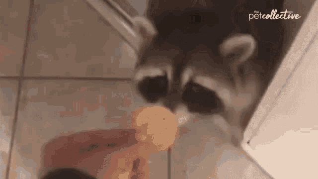 Hungry Eating GIF - Hungry Eating Get It GIFs