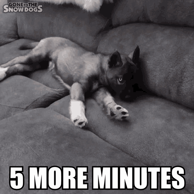 Five More Minutes Tired GIF - Five More Minutes Tired Sleepy GIFs