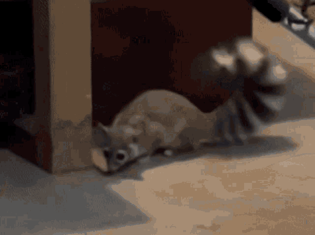 Ringtail Cat Ringtail GIF - Ringtail Cat Ringtail Ring GIFs