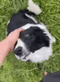 Dog Headpat GIF - Dog Headpat Petting Dog GIFs
