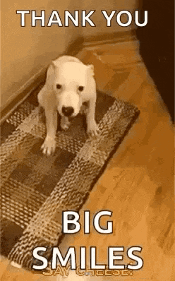 a white dog is sitting on a rug on the floor and saying `` thank you big smiles '' .