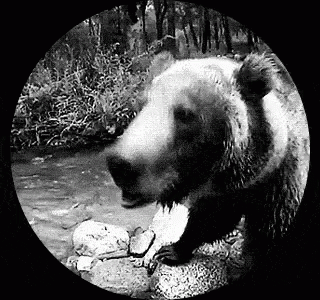 Bear Roar GIF - Bear Roar Wildlife GIFs