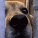 a close up of a dog 's nose looking out of a doorway