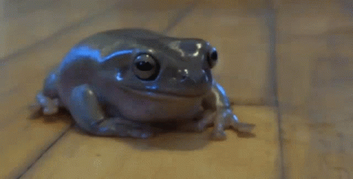Frog Dumpy Frog GIF - Frog Dumpy Frog GIFs