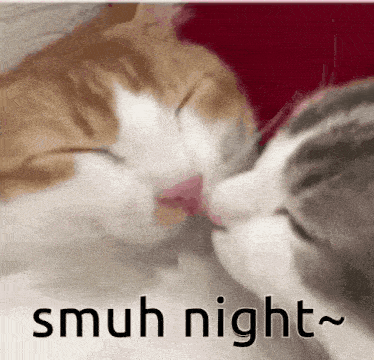 two cats are sleeping next to each other with the words smuh night written below them .