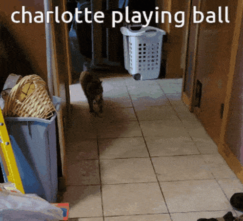 a cat in a hallway with the words charlotte playing ball