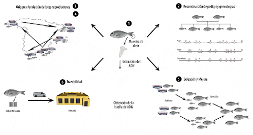a diagram showing how fish are being genetically modified