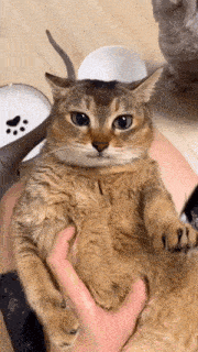 Cat Stare Dumb Cat GIF - Cat Stare Dumb Cat Stupid Cat GIFs