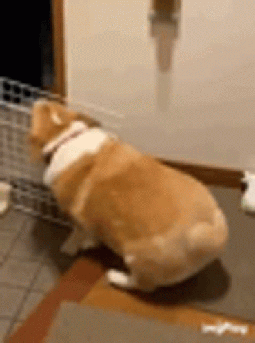 Cute Dog GIF - Cute Dog GIFs