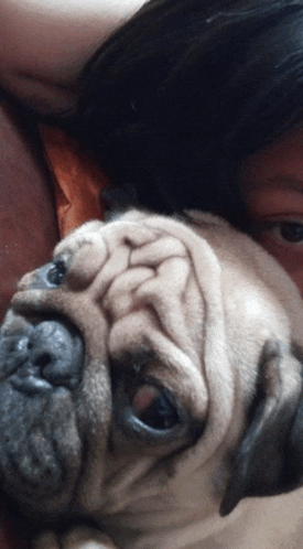 a close up of a pug dog laying next to a person