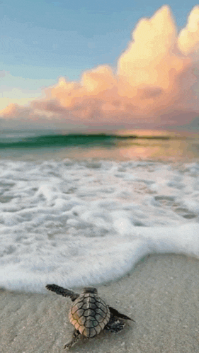 a baby sea turtle is crawling on the beach near the ocean