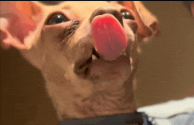 a close up of a dog with its tongue hanging out