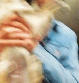 The 1975 GIF - The 1975 Dogs GIFs