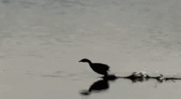 a duck is standing on a branch in the water and its reflection is in the water .