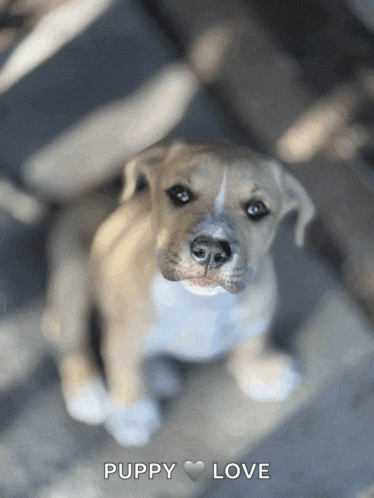 a picture of a puppy with the words " puppy love " below it