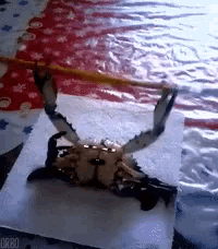 a crab is sitting on a piece of paper that says or80
