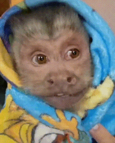 a close up of a monkey wrapped in a blanket