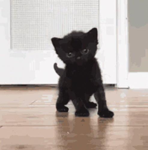 Newborn Cat GIF - Newborn Cat Kittens GIFs