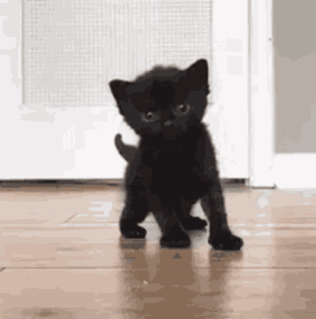 Newborn Cat GIF