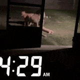 a clock shows the time as 4:29 am with a picture of a dog in the background