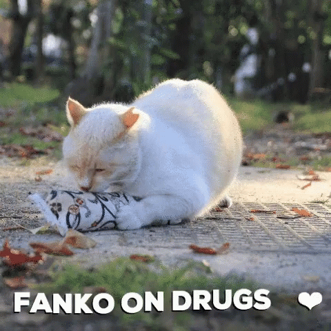 Fanko On Drugs Cat GIF - Fanko On Drugs Cat GIFs