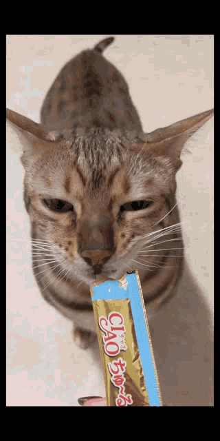 a cat is eating a ciao cat treat