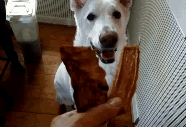 Dog Treats GIF - Dog Treats GIFs