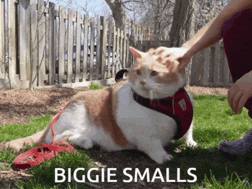 Biggie Smalls Cat GIF - Biggie Smalls Cat Fat Cat GIFs