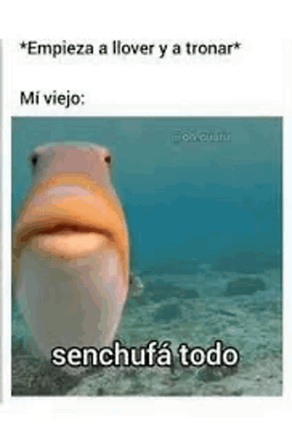 a fish with a big mouth is swimming in the ocean with a caption .