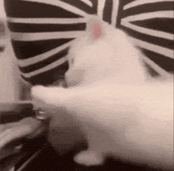 a close up of a person holding a white cat .