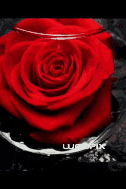 a close up of a red rose with luxopix written on the bottom right