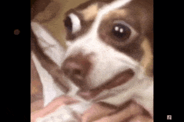 a close up of a brown and white dog looking at the camera with a surprised look on its face .