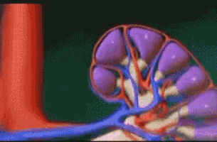 a computer generated image of a kidney showing blood flow