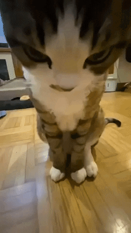 Cat Fisheye GIF - Cat Fisheye Dontdox GIFs