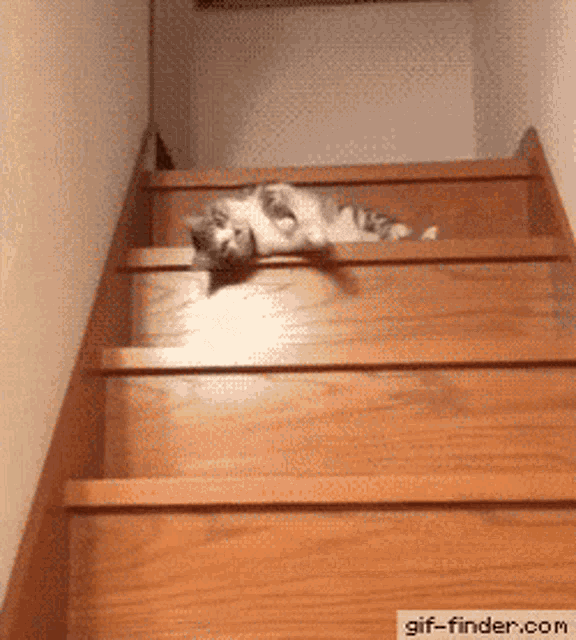 Cat Derp GIF - Cat Derp Lazy GIFs