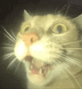 My Honest Reaction Cat GIF - My Honest Reaction Cat Scared Face GIFs
