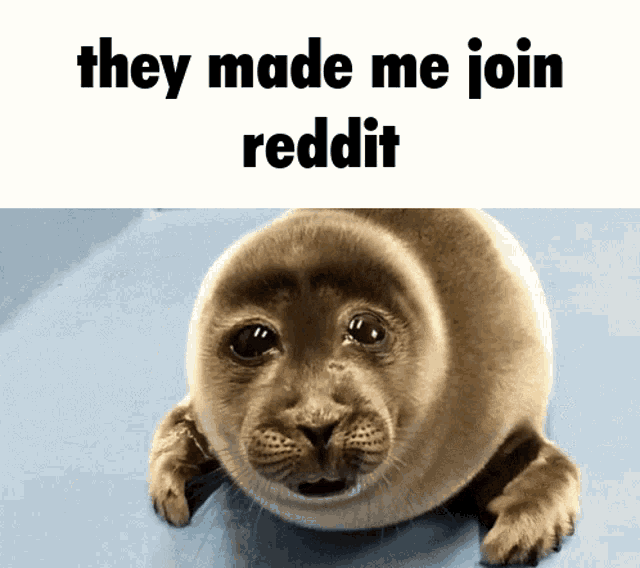 Reddit Seal GIF - Reddit Seal Sad GIFs