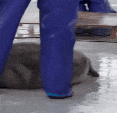 a person standing next to a seal that is laying on the floor