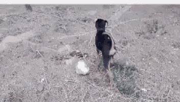 a black and brown dog is standing in the dirt with a blue leash .