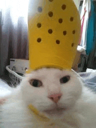 a white cat is wearing a yellow crocs hat on its head .