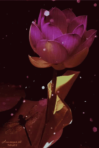 Lotus GIF - Lotus GIFs