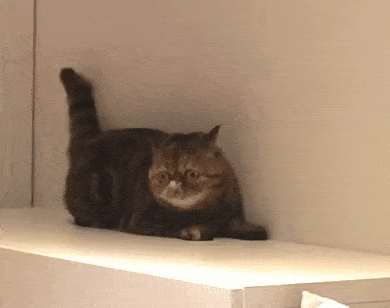 a cat is sitting on a white shelf in a room .
