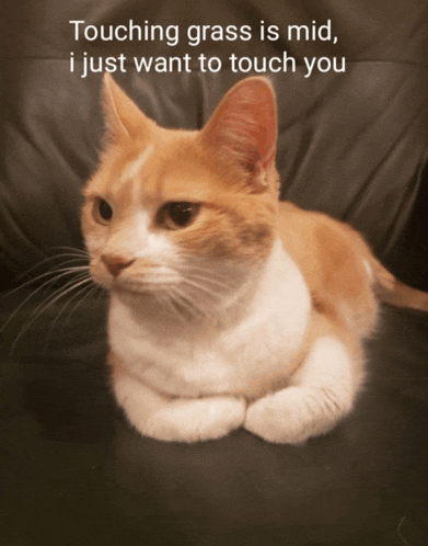 an orange and white cat laying on a couch with the caption touching grass is mid i just want to touch you