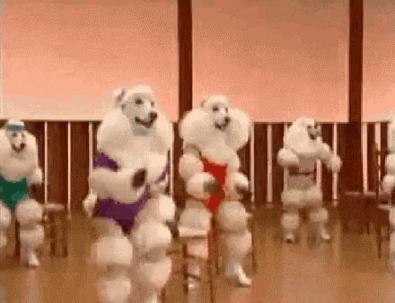 a group of poodles are dancing together on a dance floor .
