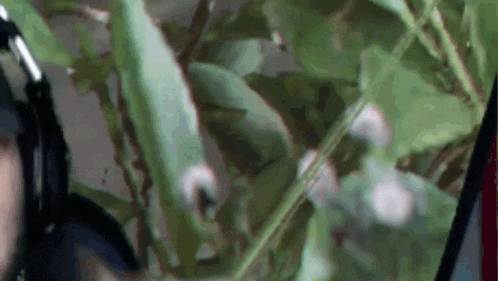 a close up of a person wearing headphones looking at a plant