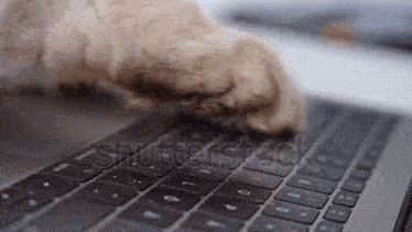 a close up of a cat 's paw typing on a keyboard