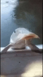 a close up of a fish sitting on top of a table .