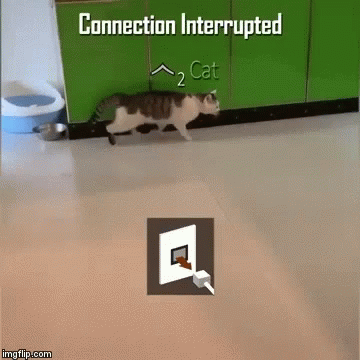 Interrupt Bo1 GIF - Interrupt Bo1 Cat GIFs